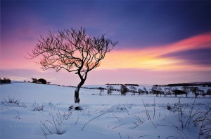 1 Morning tree
