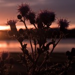 1 thistles at sunset