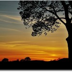 8 Inspiration Tree 8 Inspiration Tree