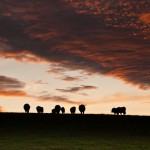 3 Ayrshire Buffalo 3 Ayrshire Buffalo